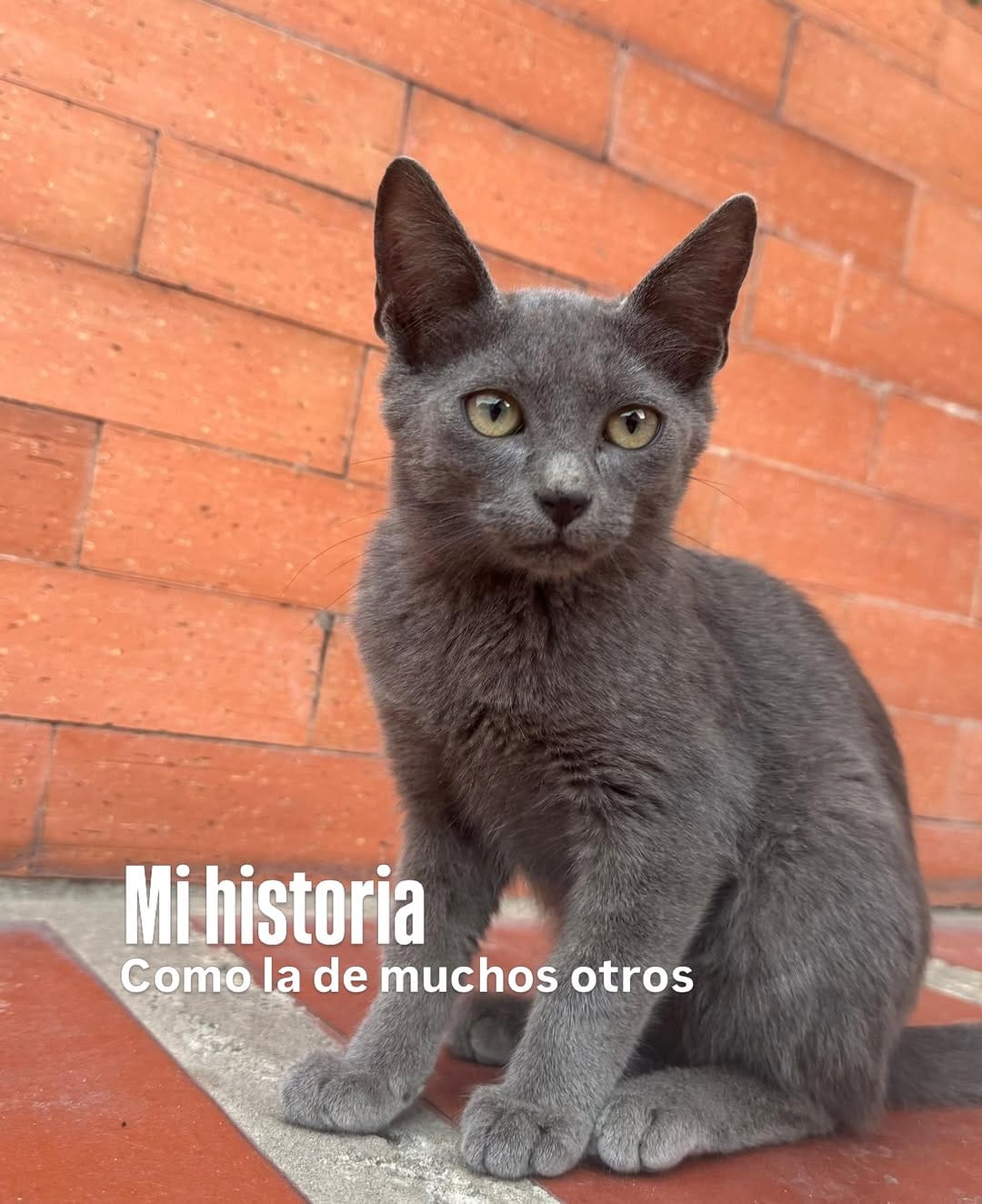 Post 1 by Adopta un gato en Valencia, Venezuela on Instagram (carousel)