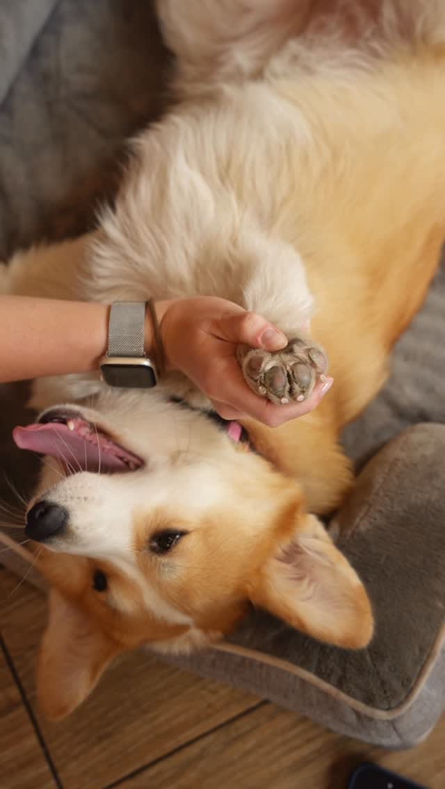 Post 6 by CORGI CAFE | BRUNCH BARCELONA on Instagram (video)