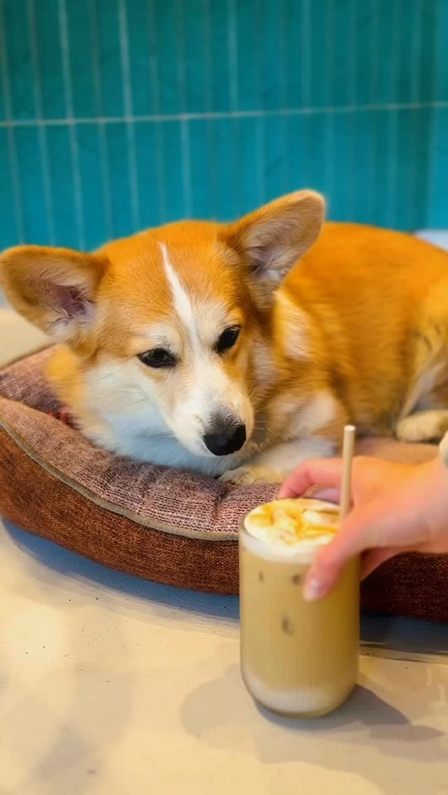 Post 8 by CORGI CAFE | BRUNCH BARCELONA on Instagram (video)