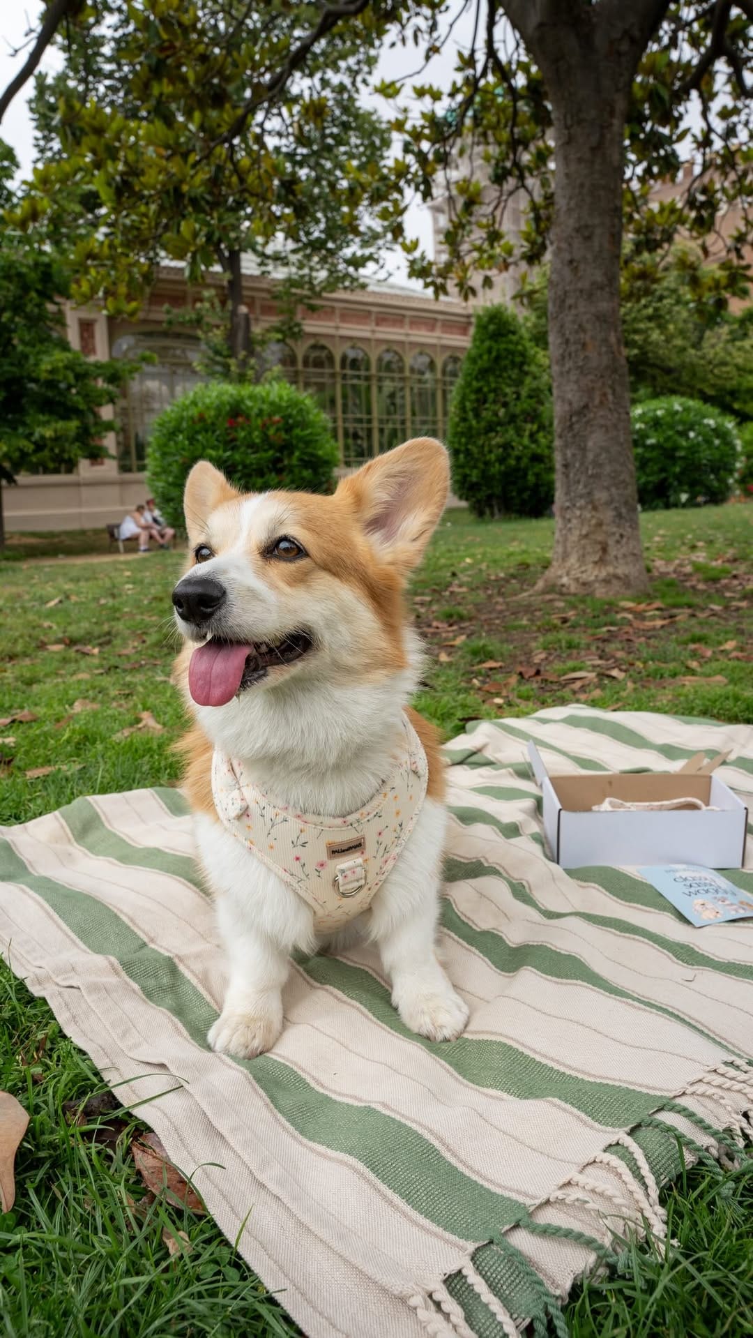 Post 1 by CORGI CAFE | BRUNCH BARCELONA on Instagram (video)