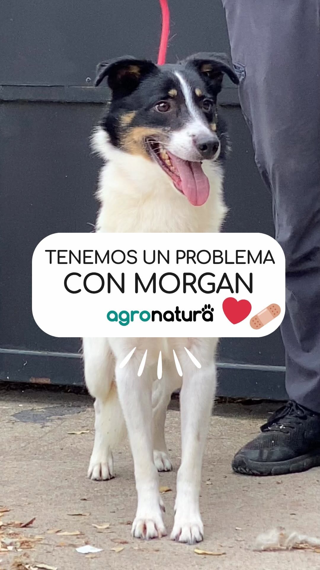 Post 10 by agro-natura.com on Instagram (video)