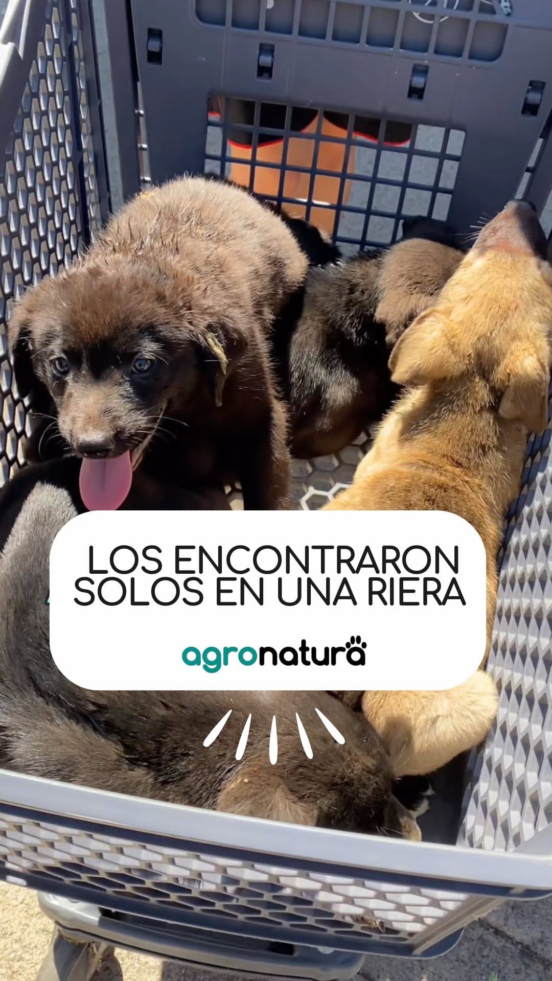 Post 8 by agro-natura.com on Instagram (video)