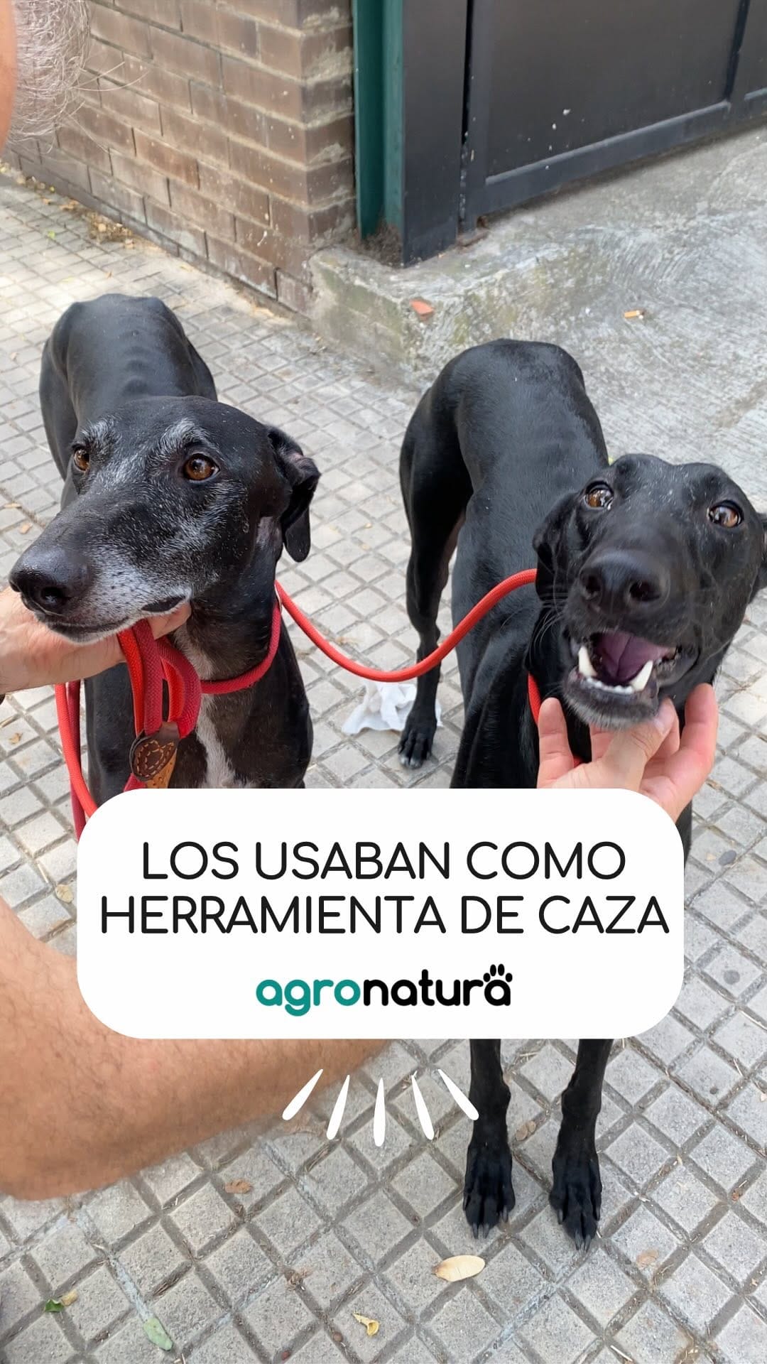 Post 9 by agro-natura.com on Instagram (video)