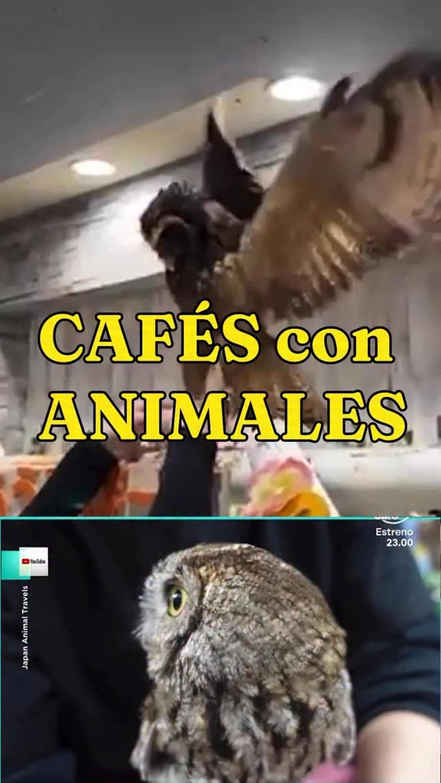 Post 1 by Víctor Algra on Instagram (video)