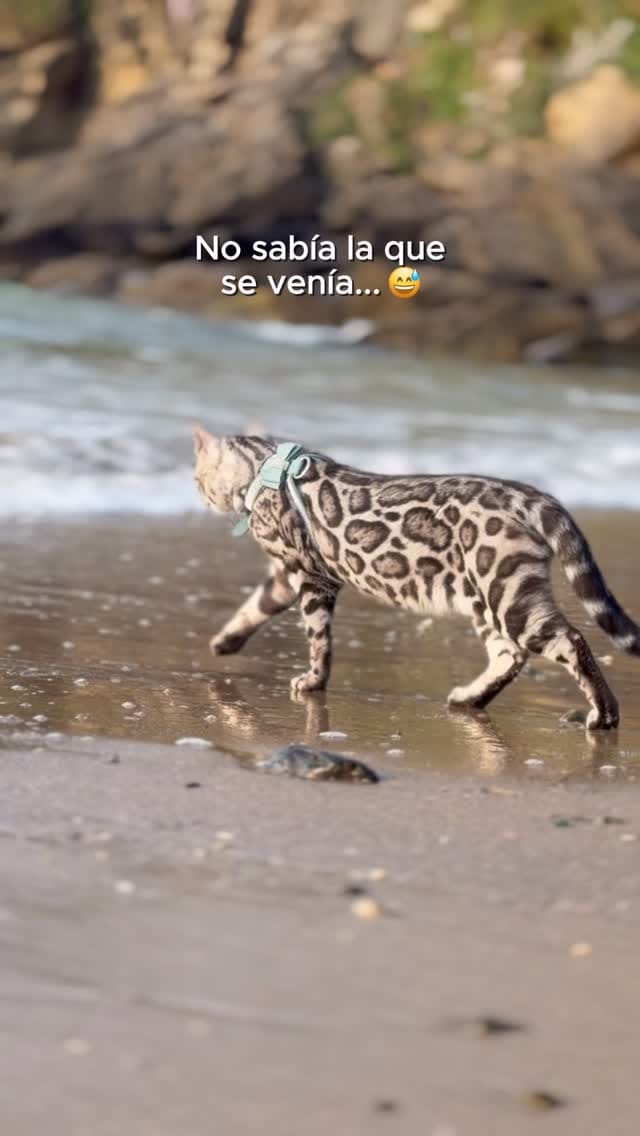 Post 5 by Del Bierzo Bengal Cats 🐯 on Instagram (video)