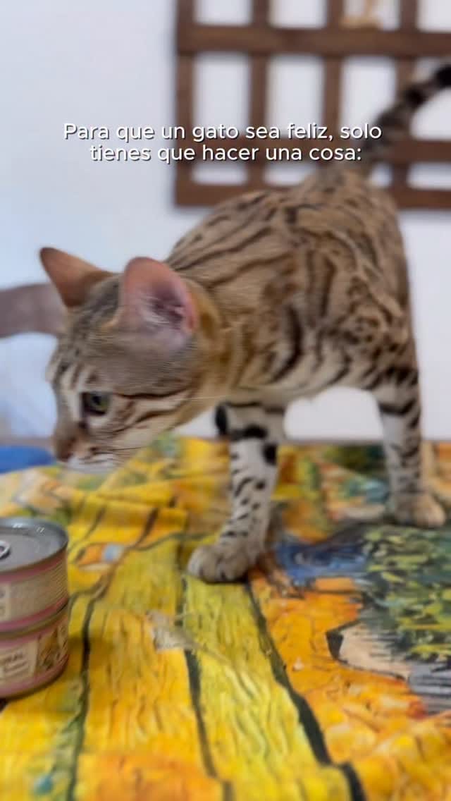 Post 1 by Del Bierzo Bengal Cats 🐯 on Instagram (video)