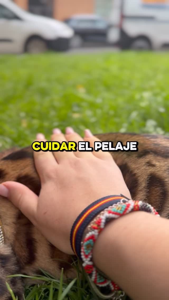 Post 3 by Del Bierzo Bengal Cats 🐯 on Instagram (video)