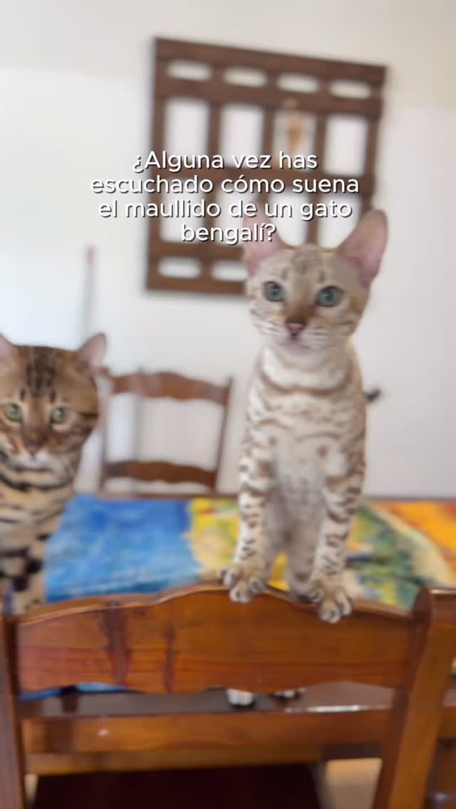 Post 2 by Del Bierzo Bengal Cats 🐯 on Instagram (video)