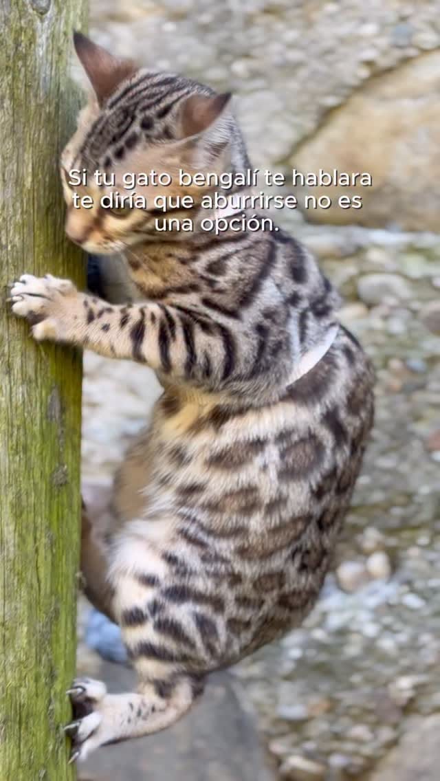 Post 6 by Del Bierzo Bengal Cats 🐯 on Instagram (video)