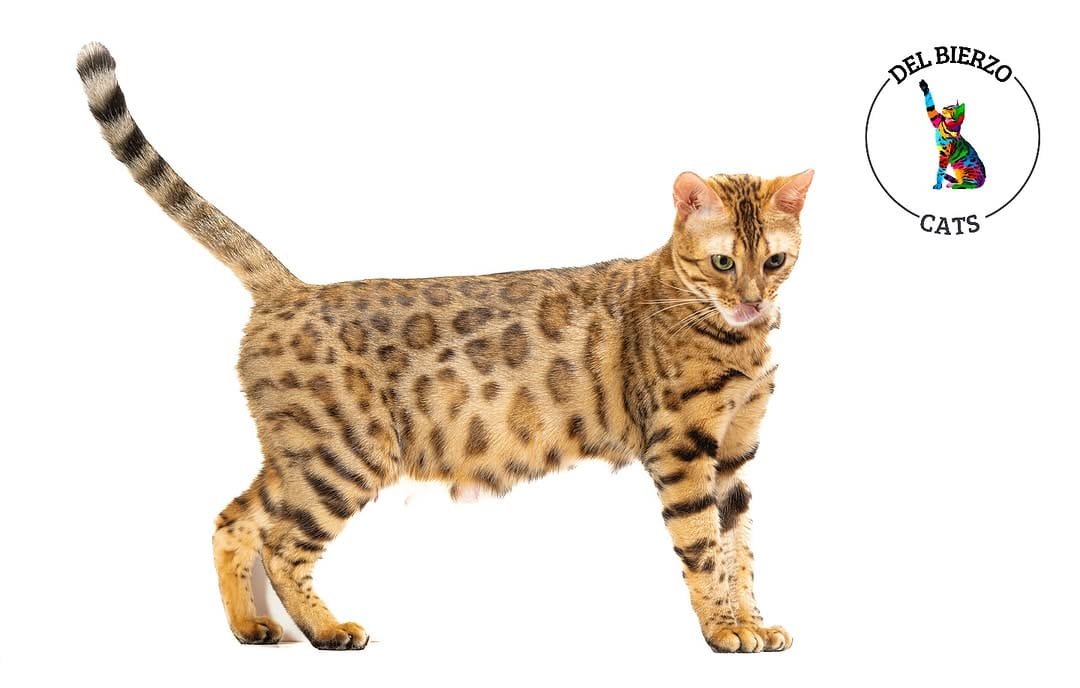 Post 9 by Del Bierzo Bengal Cats 🐯 on Instagram (image)