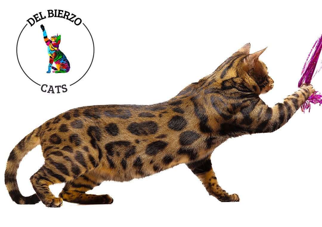 Post 10 by Del Bierzo Bengal Cats 🐯 on Instagram (image)