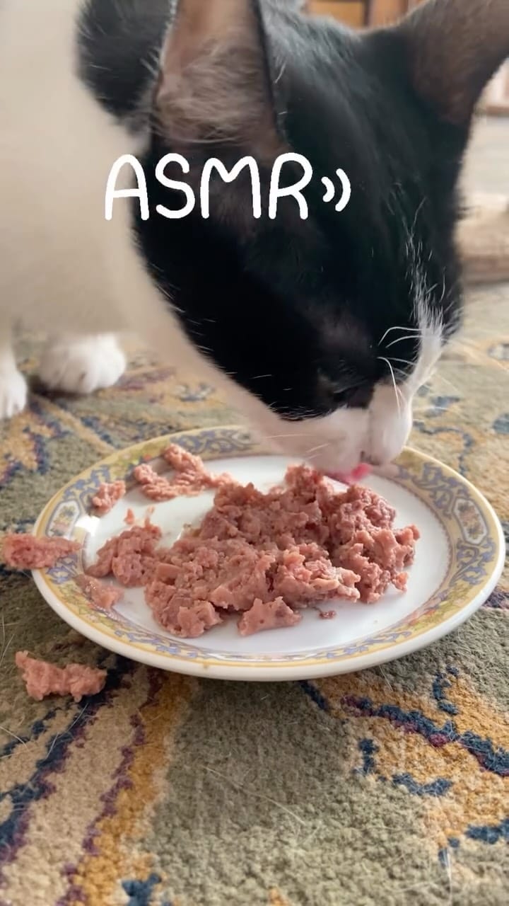 Post 5 by ᴀɪʟᴜʀᴏ ᴄᴀᴛ ᴄᴀꜰᴇ | ᴠɪɢᴏ on Instagram (video)