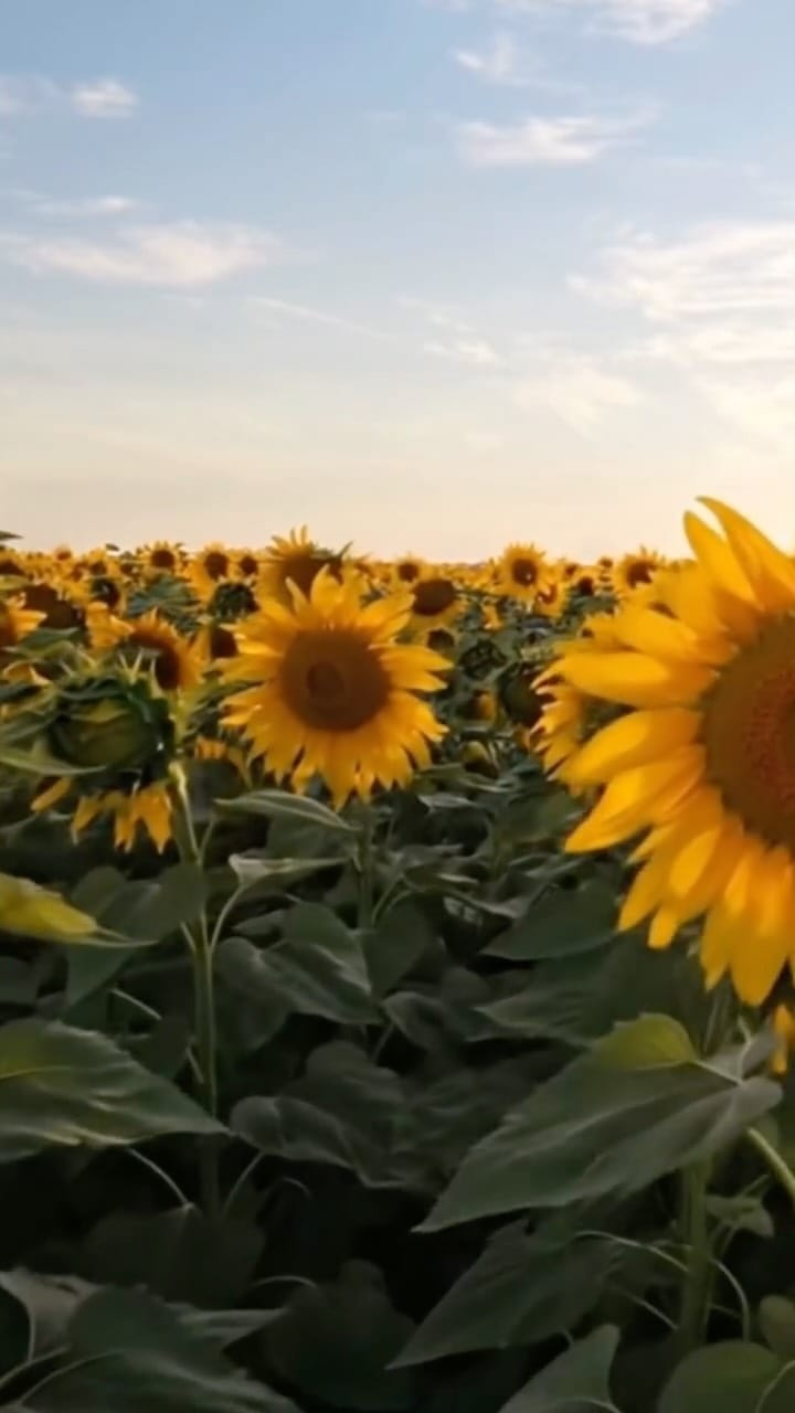 Post 3 by 𝔸𝕝𝕓𝕖𝕣𝕥𝕠 𝔽𝕖𝕣𝕟𝕒́𝕟𝕕𝕖𝕫 on Instagram (video)