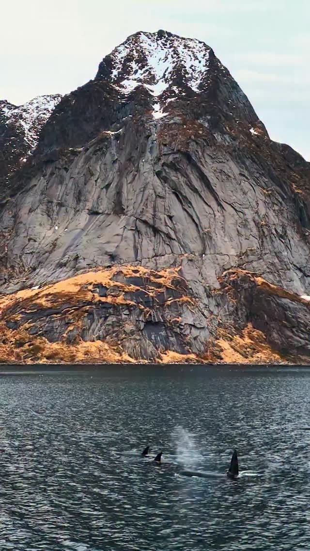 Post 1 by Albert-Lofoten 🇧🇻 on Instagram (video)
