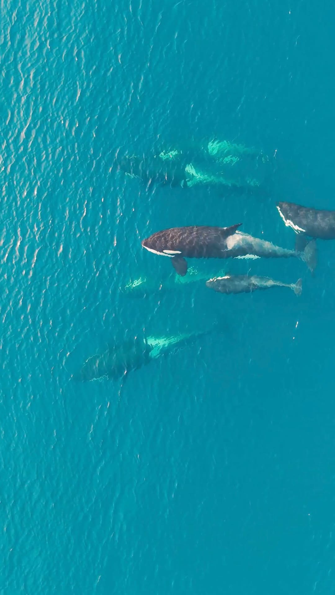 Post 4 by Albert-Lofoten 🇧🇻 on Instagram (video)