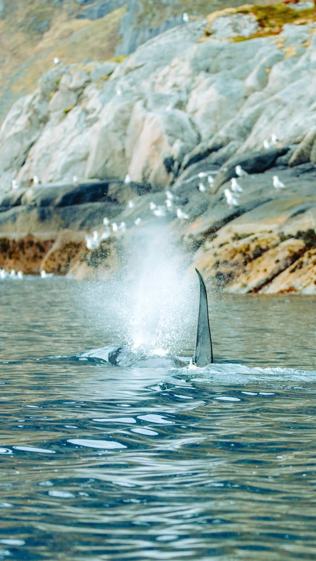 Post 10 by Albert-Lofoten 🇧🇻 on Instagram (video)