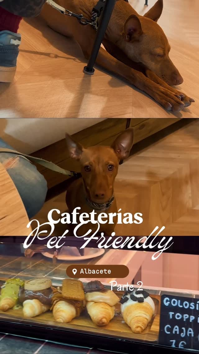 Post 4 by Juan, Raquel, Nico 👶🏼 Lola 🐕‍🦺 Canela 🐕 on Instagram (video)