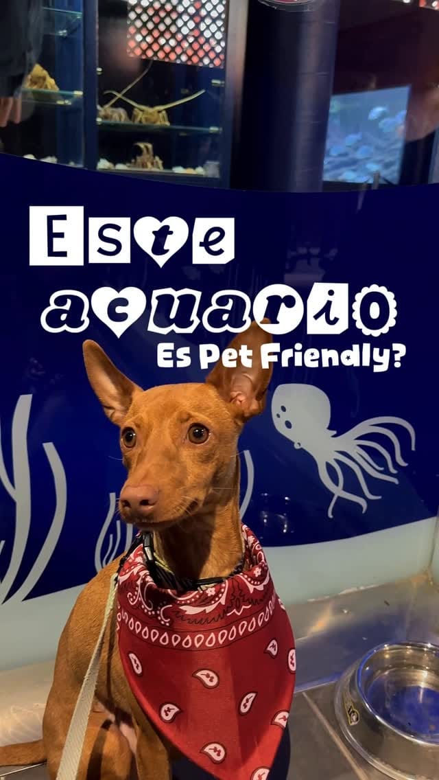 Post 5 by Juan, Raquel, Nico 👶🏼 Lola 🐕‍🦺 Canela 🐕 on Instagram (video)