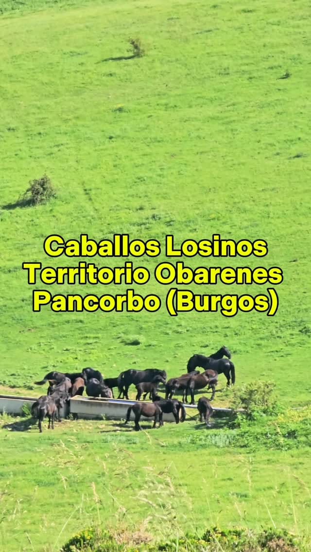 Post 8 by Abilio Estefanía Castellanos / ElLioDeAbi on Instagram (video)