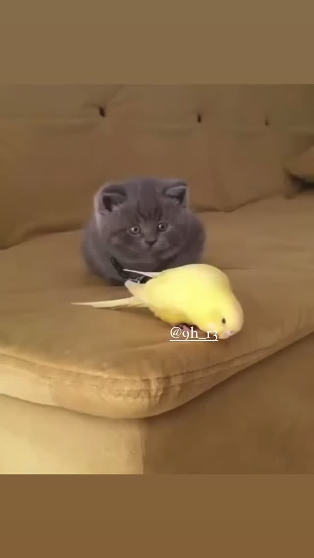 Post 4 by حيدر حسن on Instagram (video)