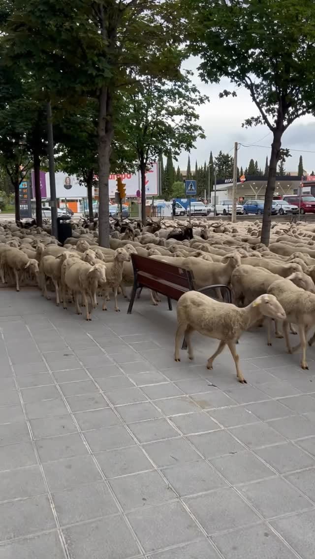 Post 7 by Pastores Grupo Cooperativo on Instagram (video)