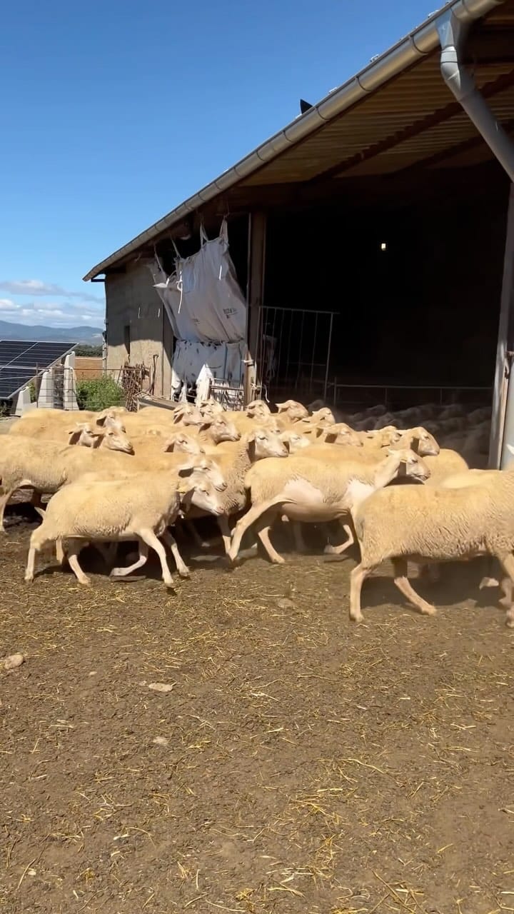 Post 8 by Pastores Grupo Cooperativo on Instagram (video)