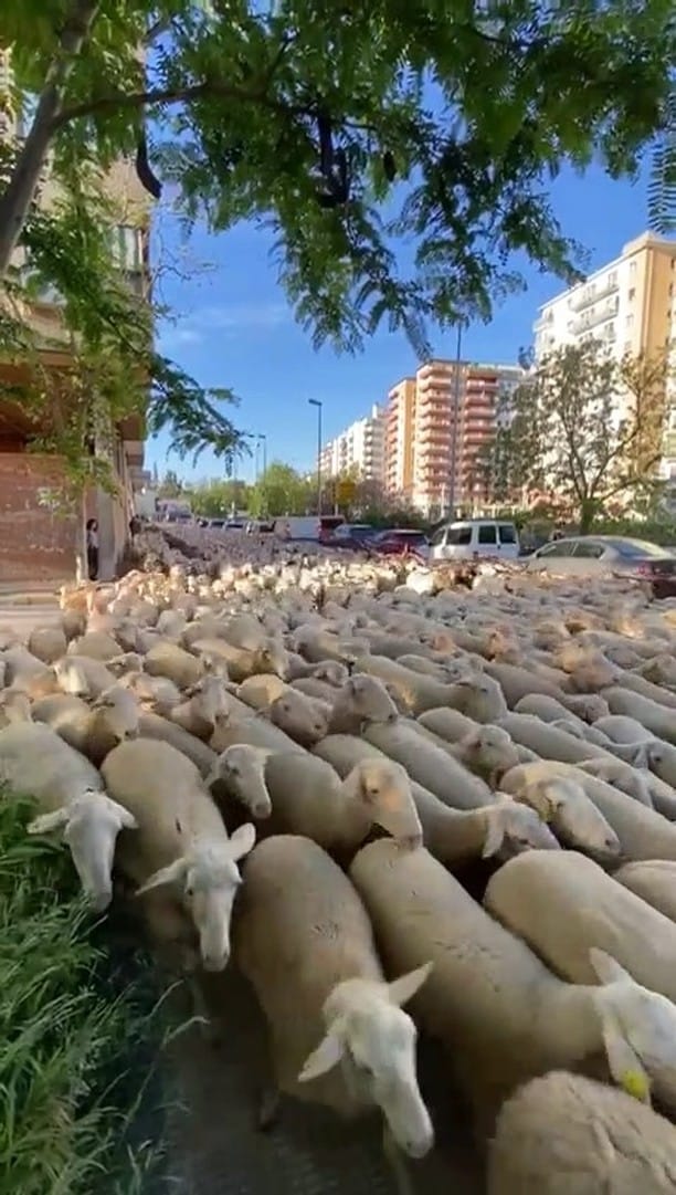 Post 9 by Pastores Grupo Cooperativo on Instagram (video)