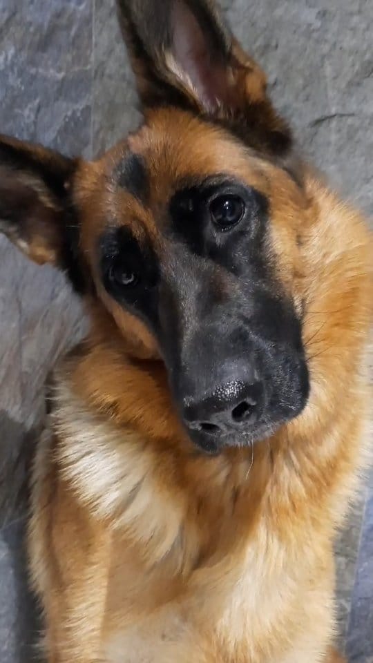 Post 9 by 🐾🅺🅸🆁🅰🐾 on Instagram (video)