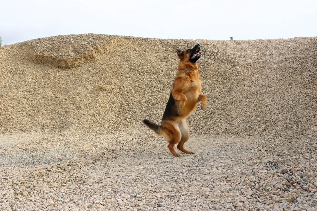 Post 7 by 🐾🅺🅸🆁🅰🐾 on Instagram (image)
