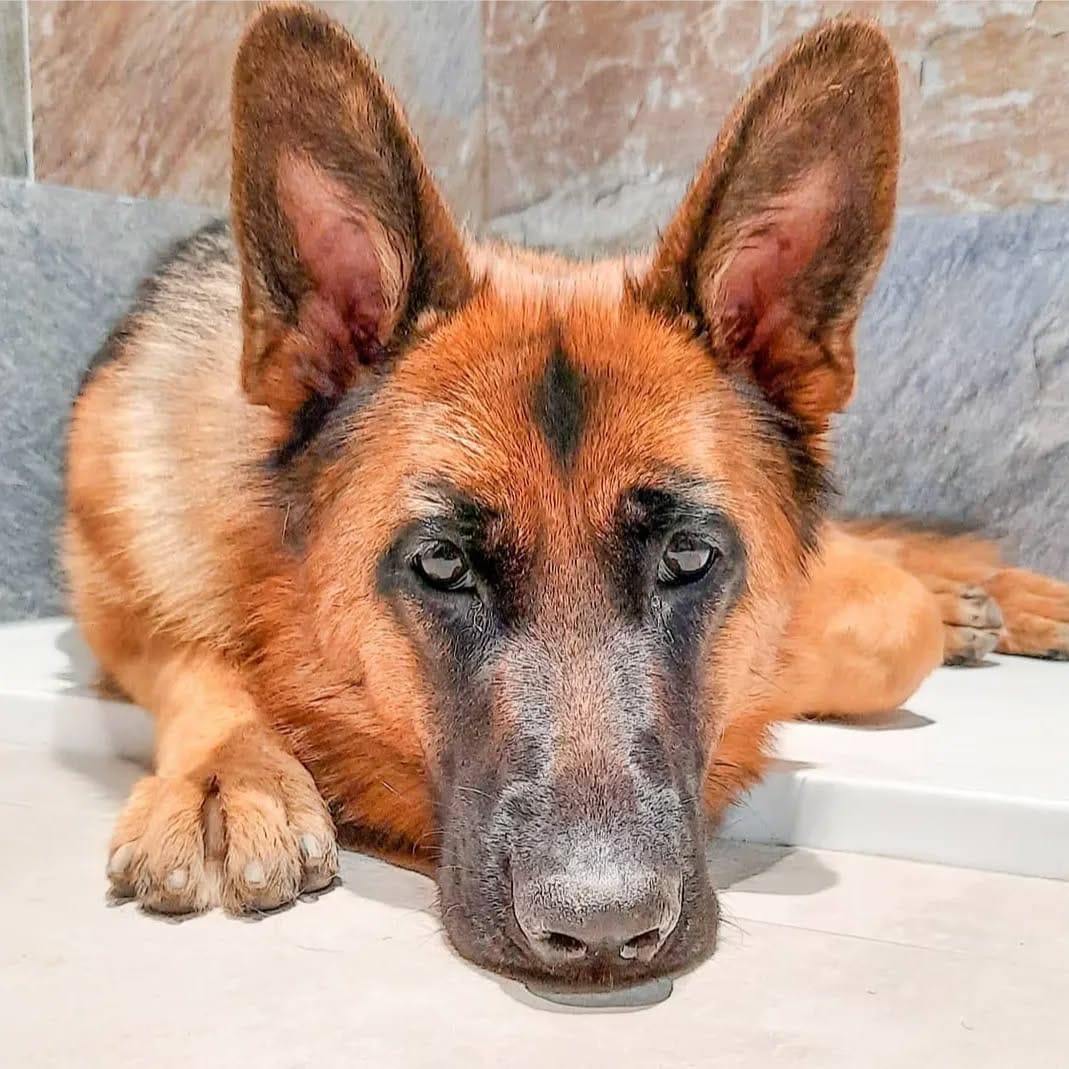 Post 5 by 🐾🅺🅸🆁🅰🐾 on Instagram (image)