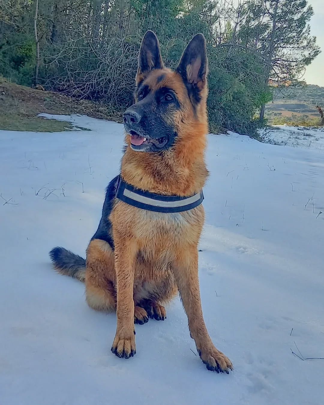Post 3 by 🐾🅺🅸🆁🅰🐾 on Instagram (image)