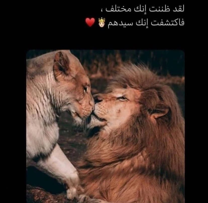 Post 5 by YUSUF WAHIB on Instagram (image)