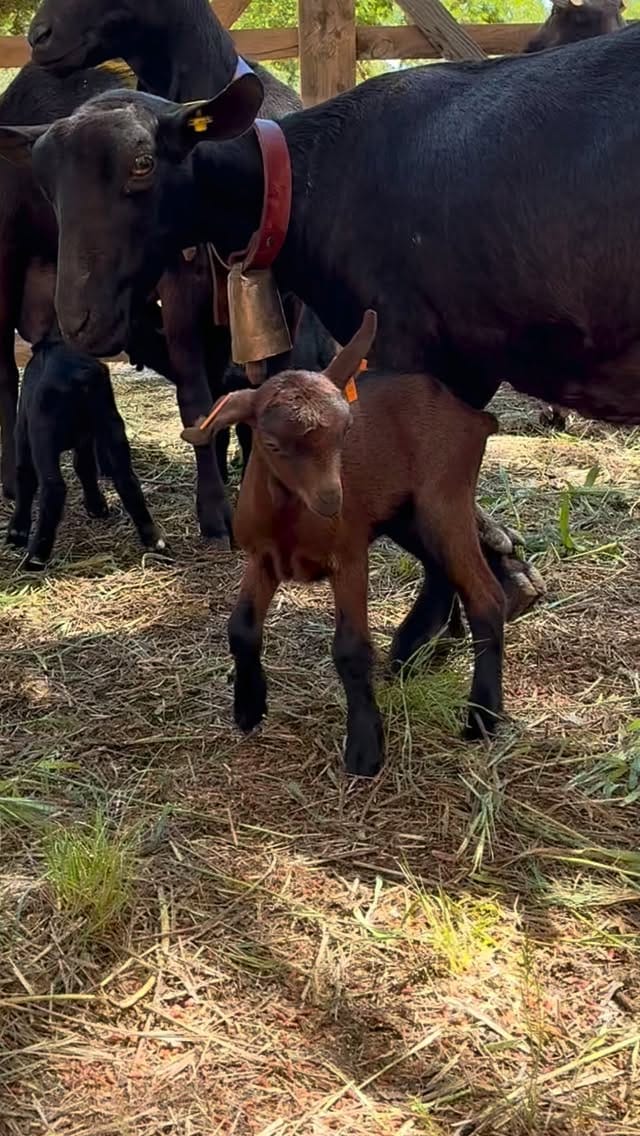 Post 7 by Quesería Hoya de la Iglesia on Instagram (video)