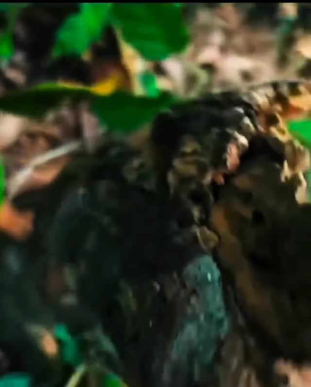 Post 5 by Bruno Silveira on Instagram (video)