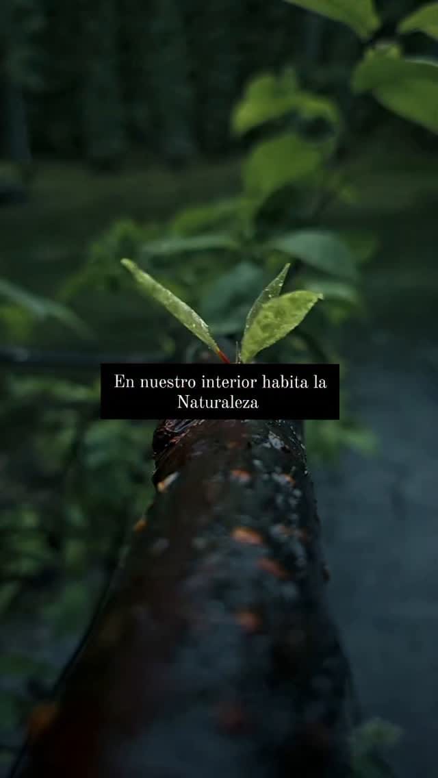 Post 7 by Jaime San Martin on Instagram (video)
