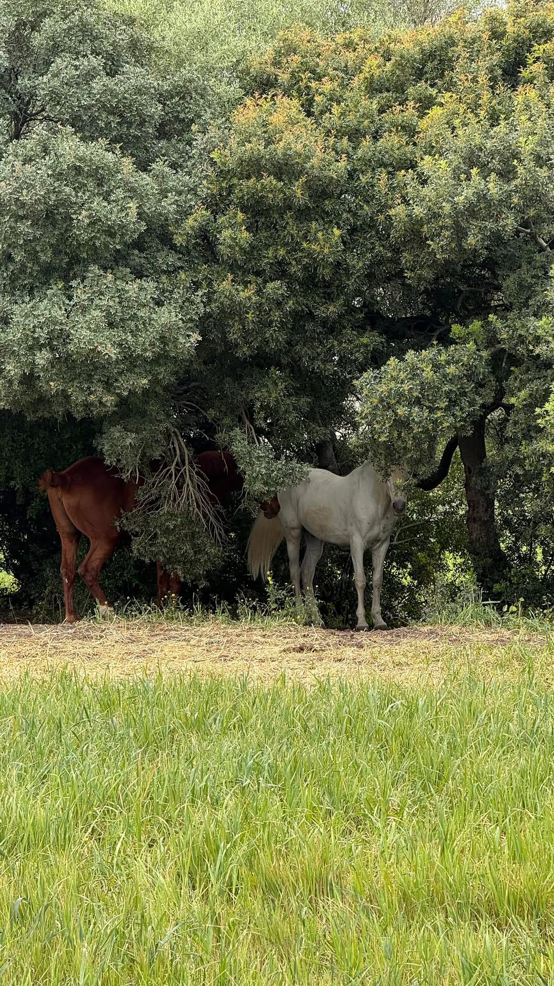 Post 7 by Hacienda Las Mesas on Instagram (video)