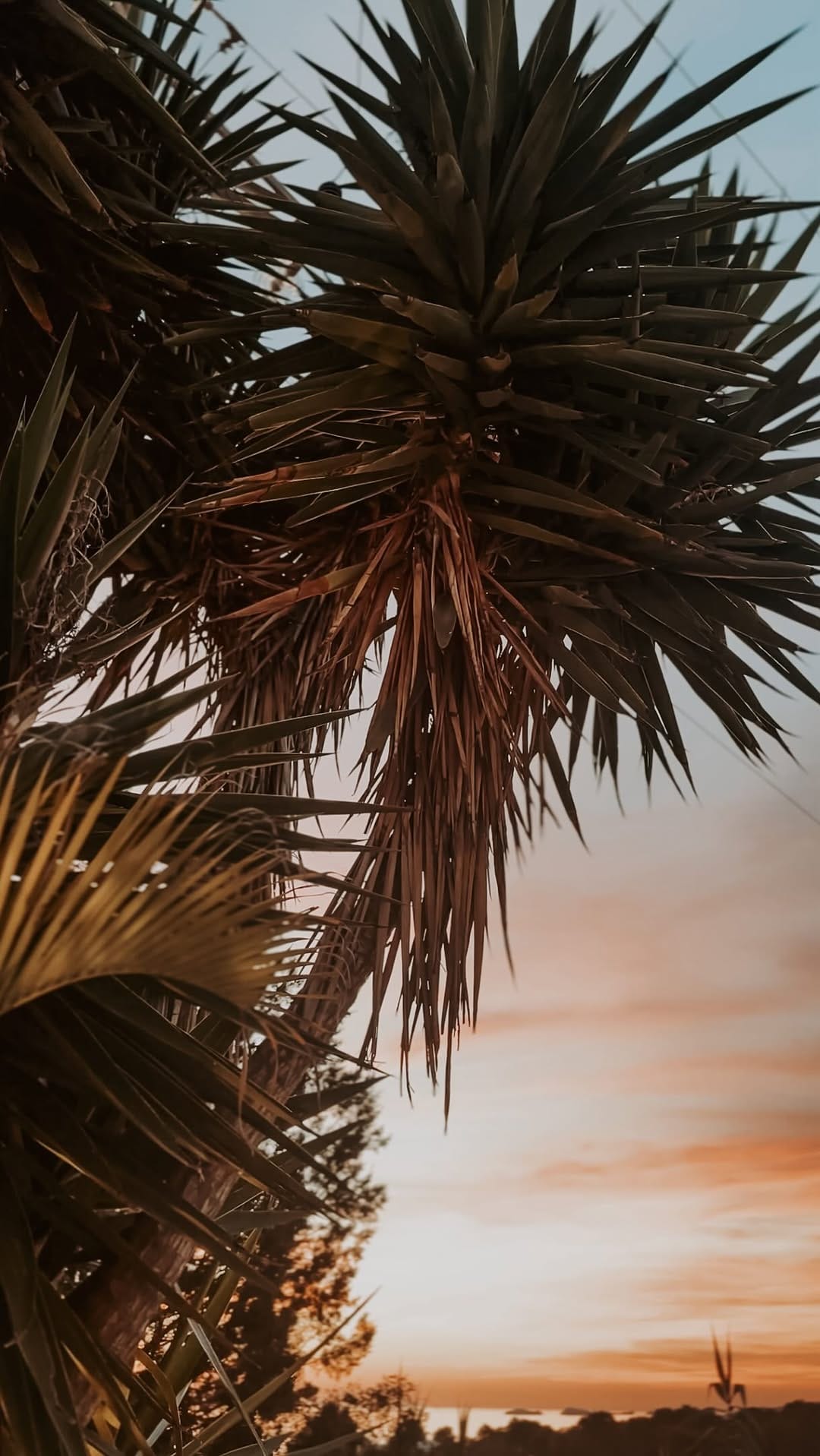 Post 5 by Casa Stellar Ibiza on Instagram (video)