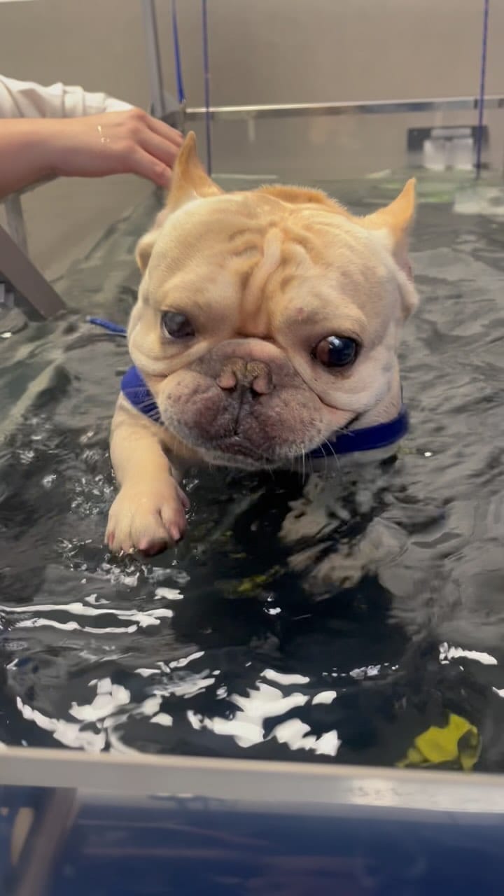Post 9 by Shelby Frenchie on Instagram (video)