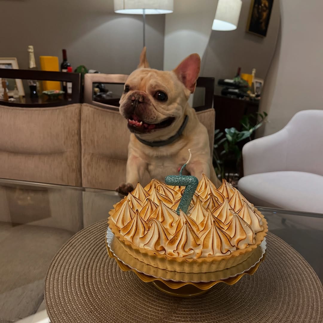 Post 8 by Shelby Frenchie on Instagram (image)