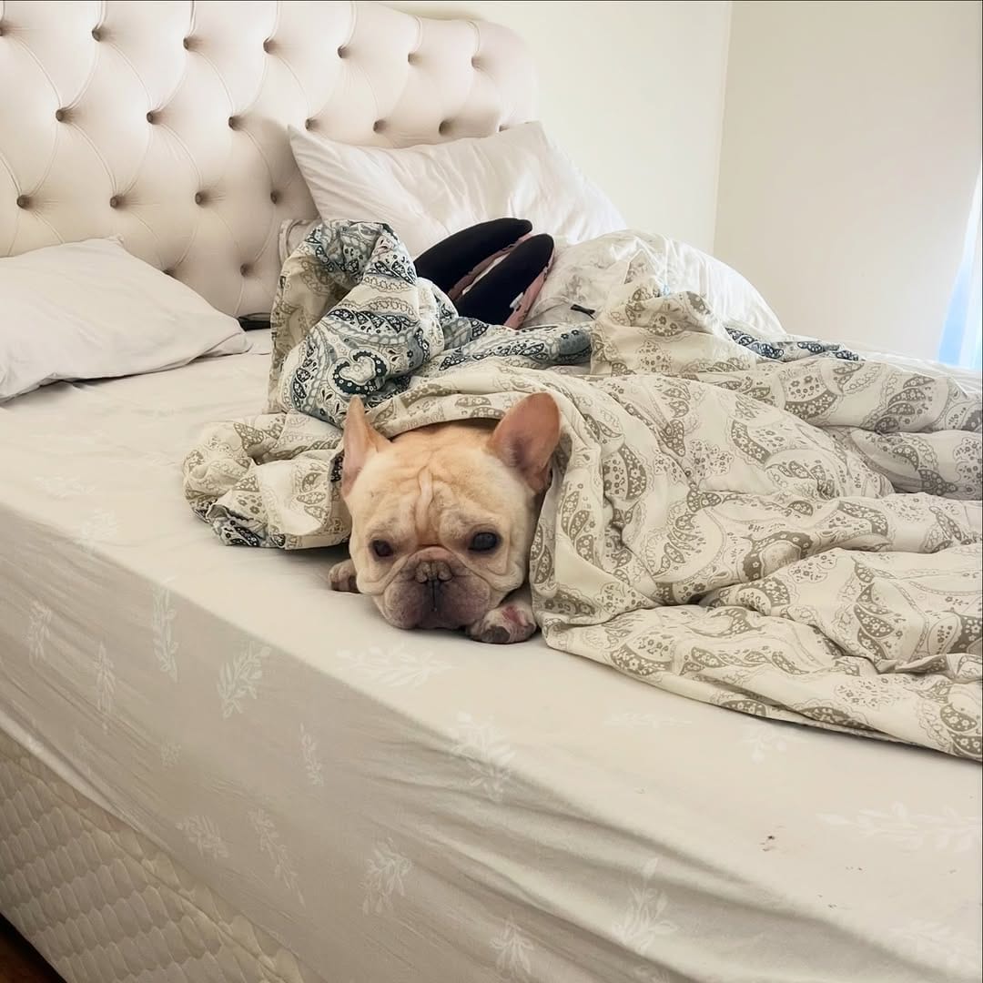 Post 7 by Shelby Frenchie on Instagram (image)
