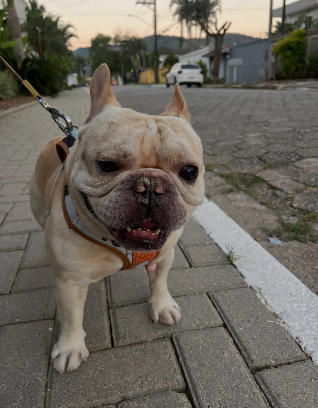 Post 3 by Shelby Frenchie on Instagram (image)
