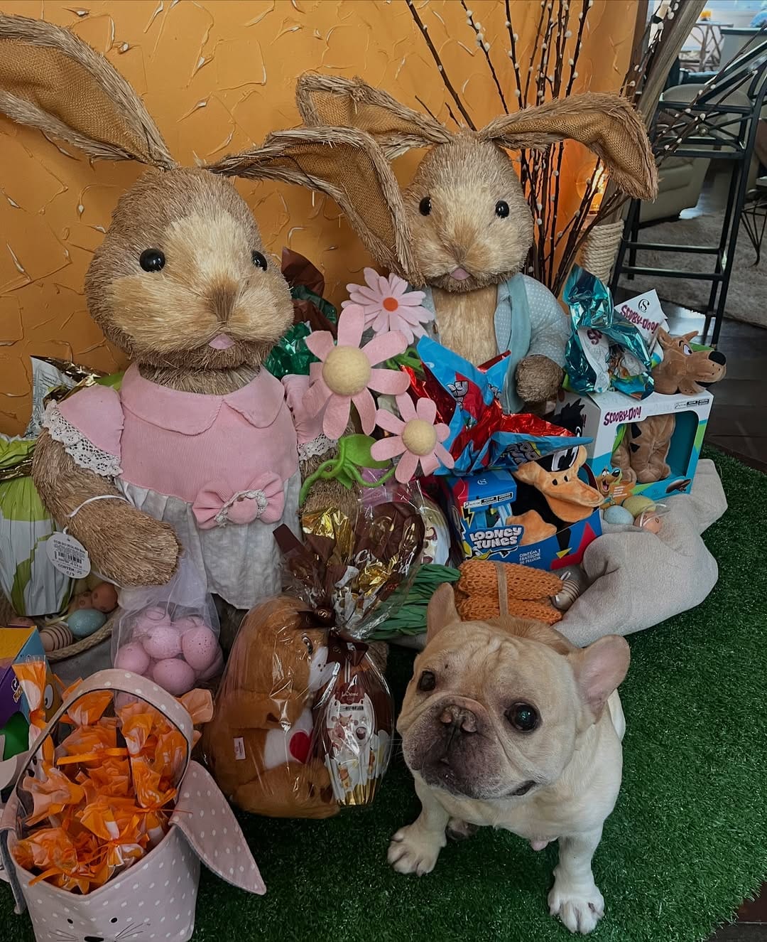 Post 2 by Shelby Frenchie on Instagram (image)