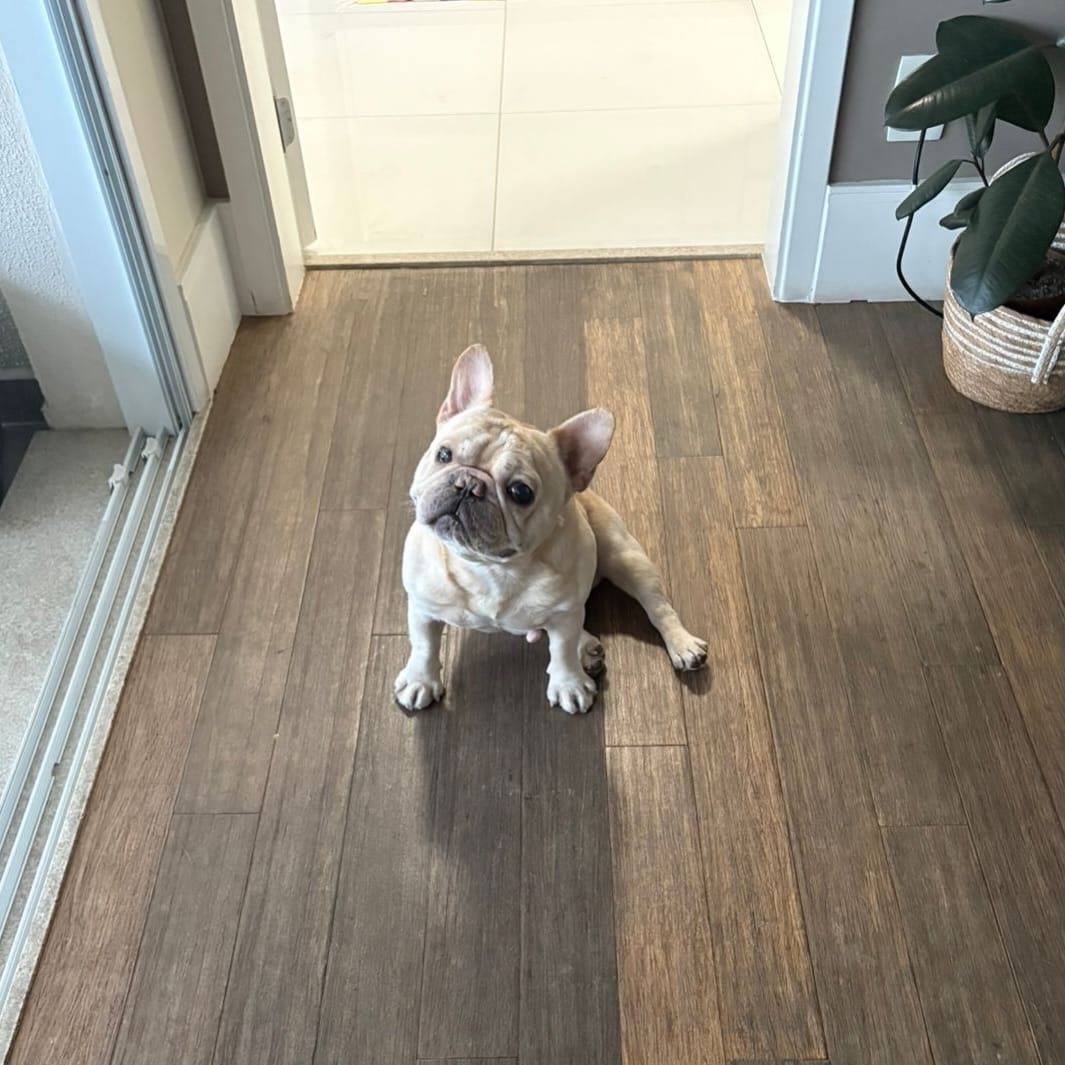 Post 4 by Shelby Frenchie on Instagram (image)