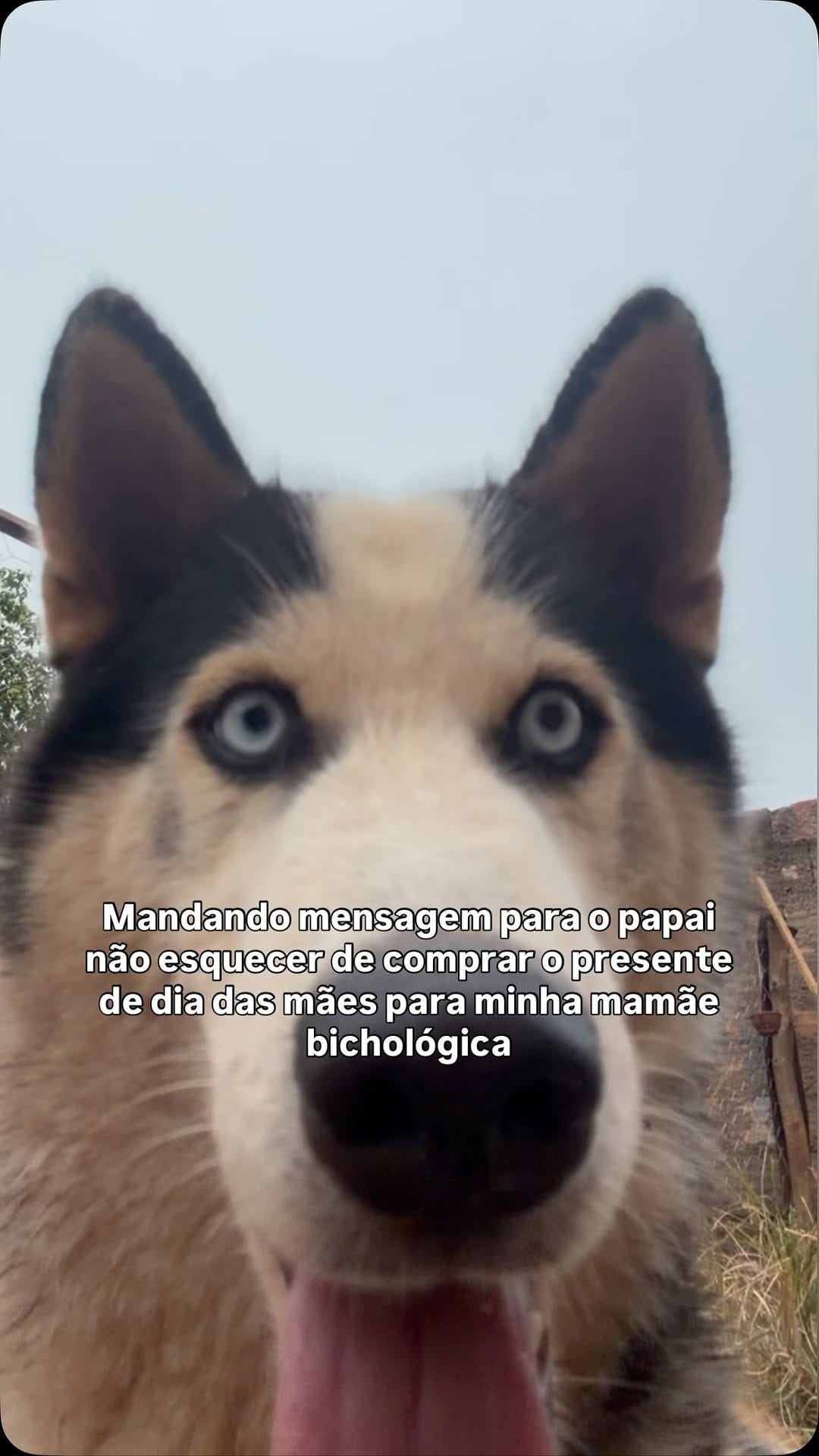 Post 3 by LETICIA BAUMGARDT 🦊 on Instagram (video)