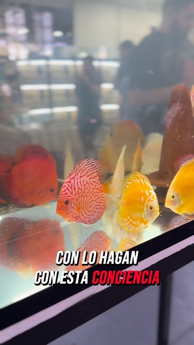 Post 1 by Agencia de Atención Animal on Instagram (video)