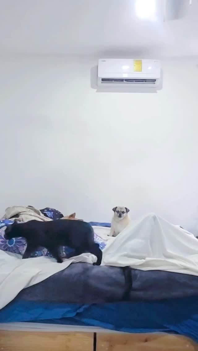 Post 3 by Black Sheep Retreat Sanctuary on Instagram (video)