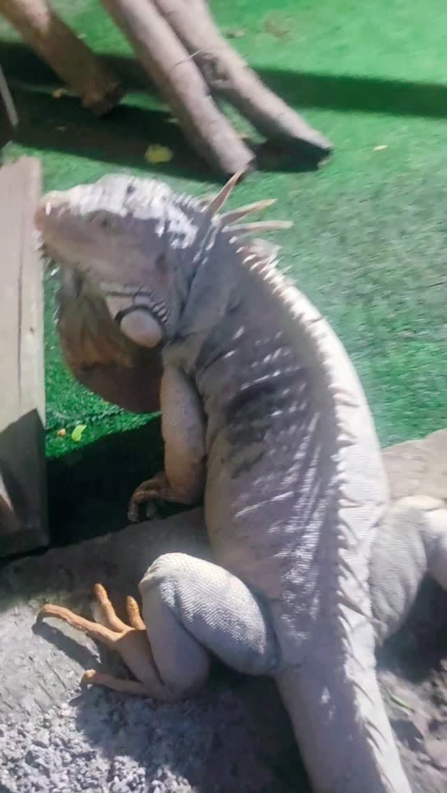 Post 9 by Black Sheep Retreat Sanctuary on Instagram (video)
