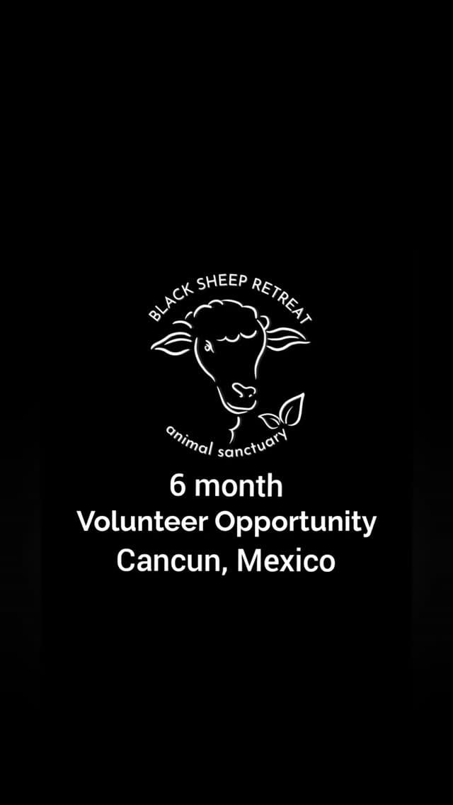 Post 10 by Black Sheep Retreat Sanctuary on Instagram (video)