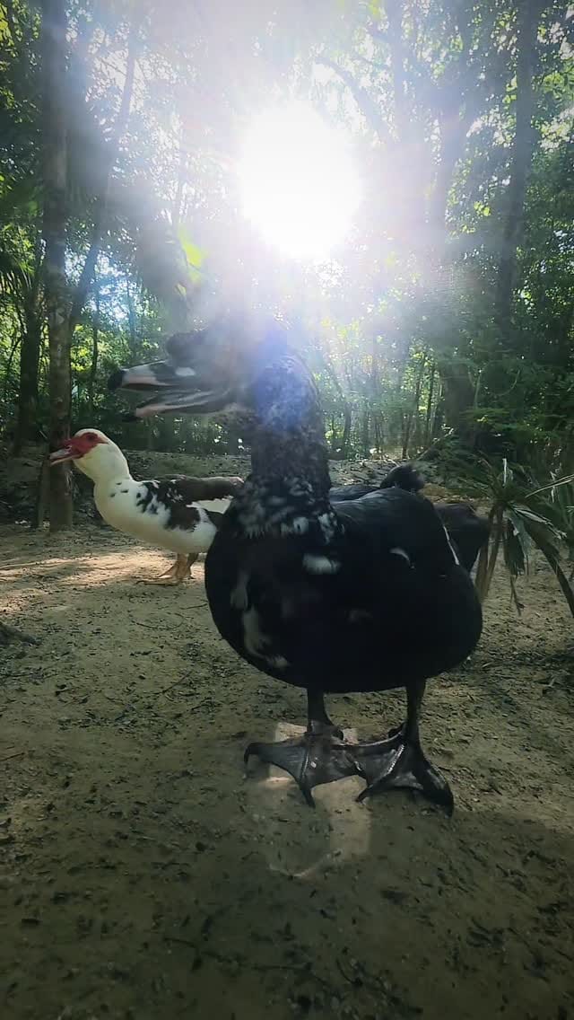 Post 8 by Black Sheep Retreat Sanctuary on Instagram (video)