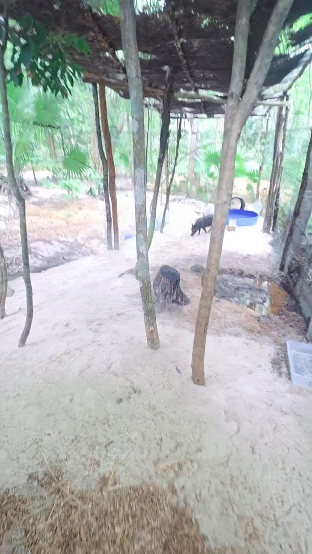 Post 2 by Black Sheep Retreat Sanctuary on Instagram (video)